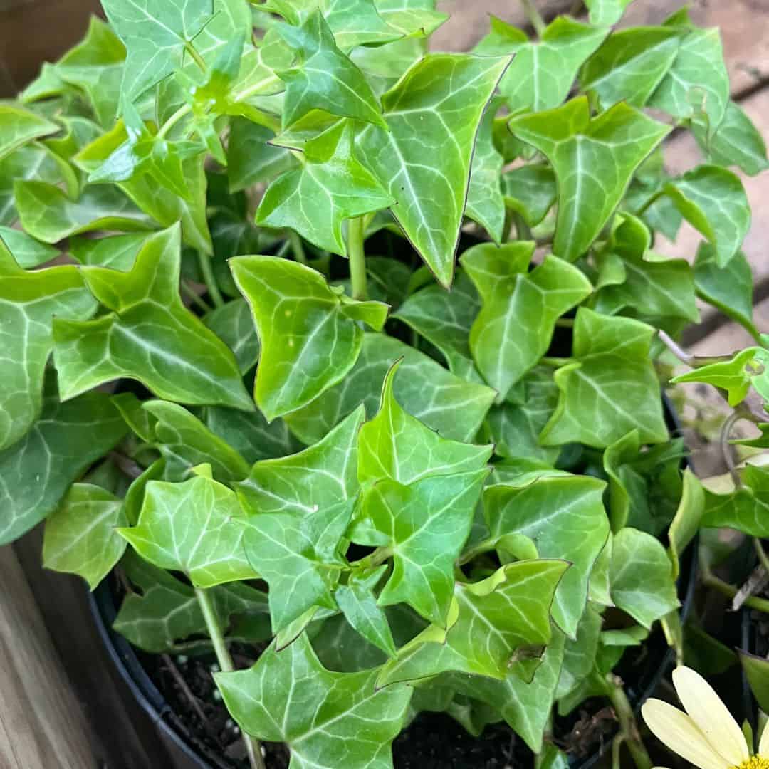 tulbagh-nursery-senecio-macroglossus-green