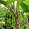 tulbagh-nursery-williams-banana