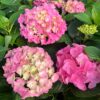 tulbagh-nursery-hydrangea-early-pink