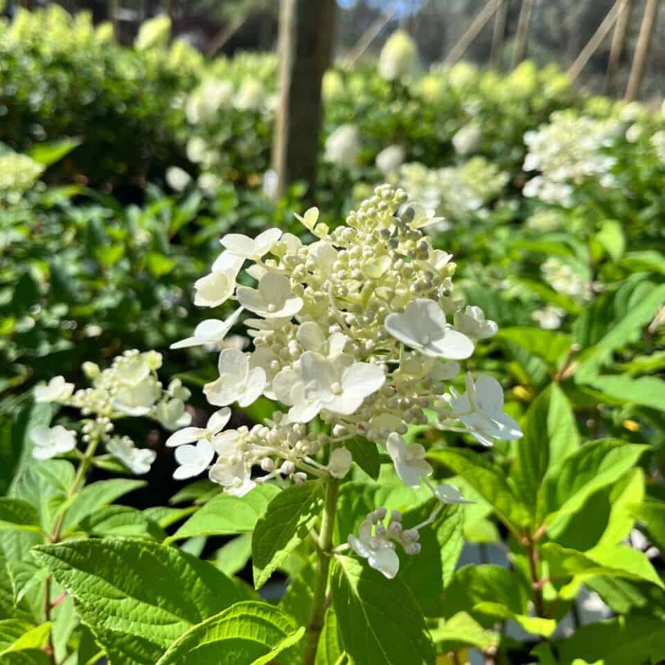 tulbagh-nursery-paniculatum-pandria