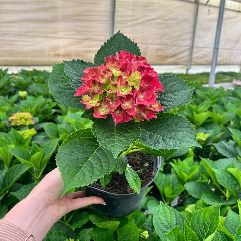 hydrangea-royal-red-purple