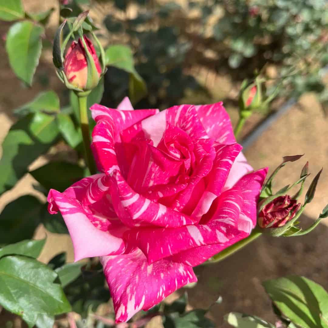 tulbagh-nursery-candy-stripe-hybrid-tea