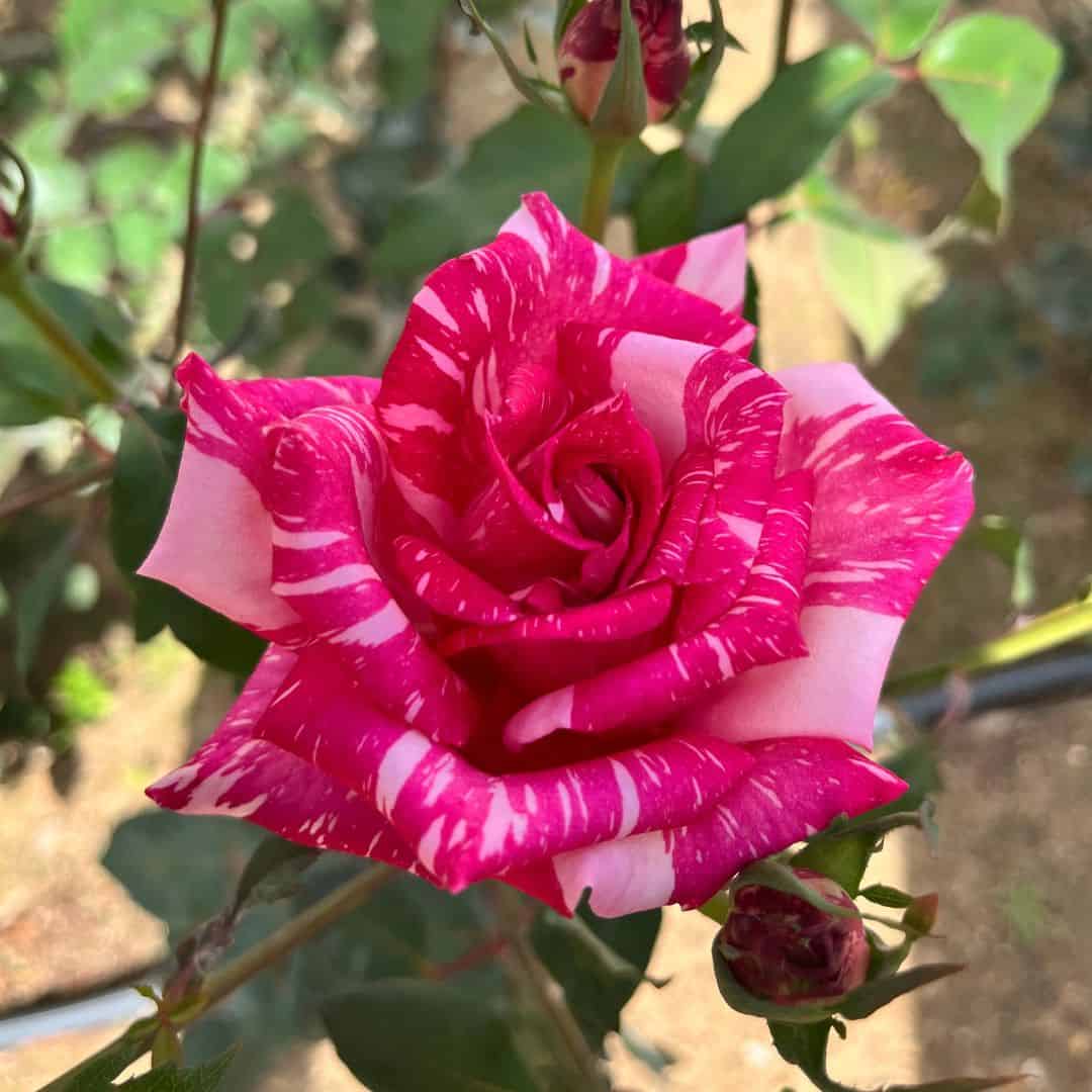 tulbagh-nursery-candy-stripe-hybrid-tea