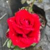 tulbagh-nursery-charles-mallerin-hybrid-tea