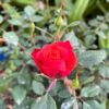 tulbagh-nursery-denver's-dream-miniature-rose