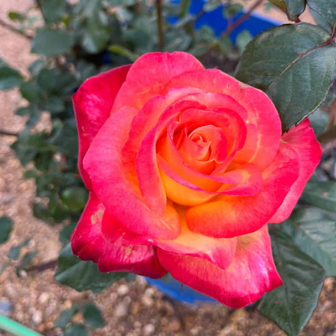 tulbagh-nursery-joybells-hybrid-tea