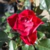 tulbagh-nursery-kissing-ayoba-floribunda