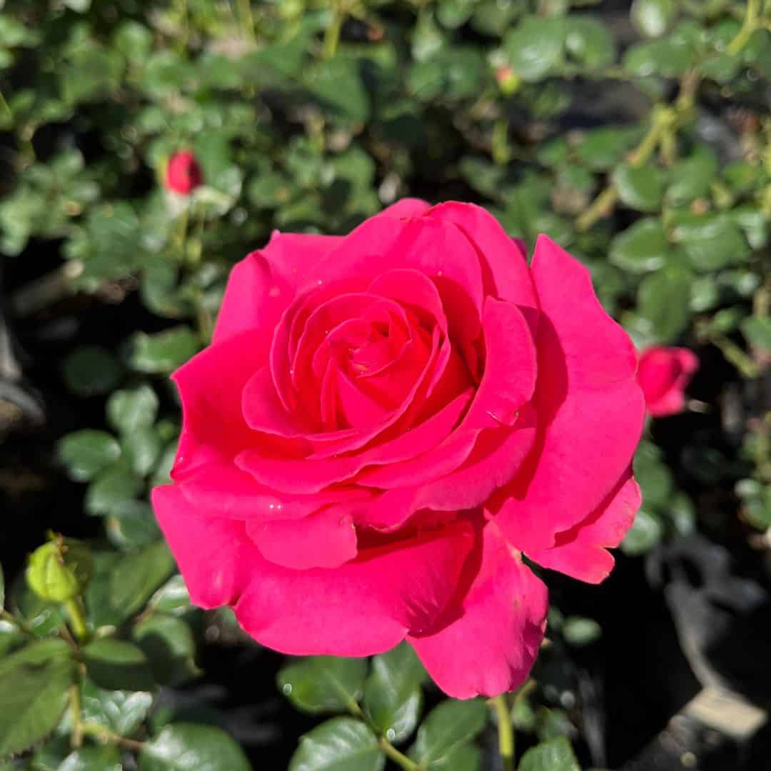 tulbagh-nursery-mardia-van-der-walt-hybrid-tea