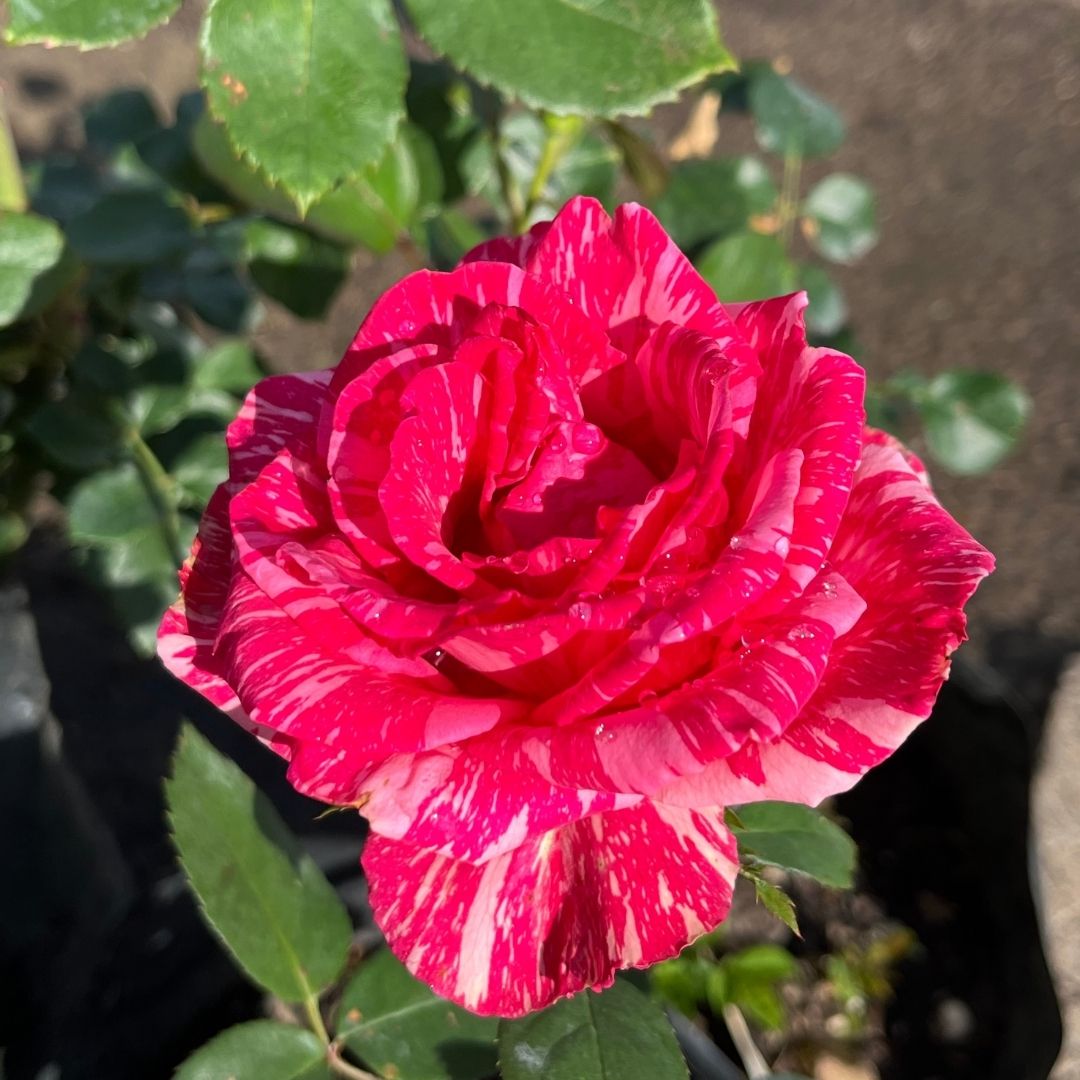 tulbagh-nursery-pink-intuition-hybrid-tea-rose