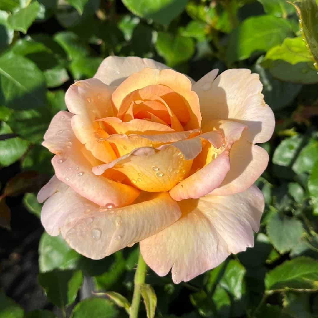 tulbagh-nursery-priceless-pearl-hybrid-tea-rose
