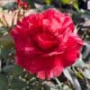 tulbagh-nursery-red-n-fragrant-hybrid-tea-rose