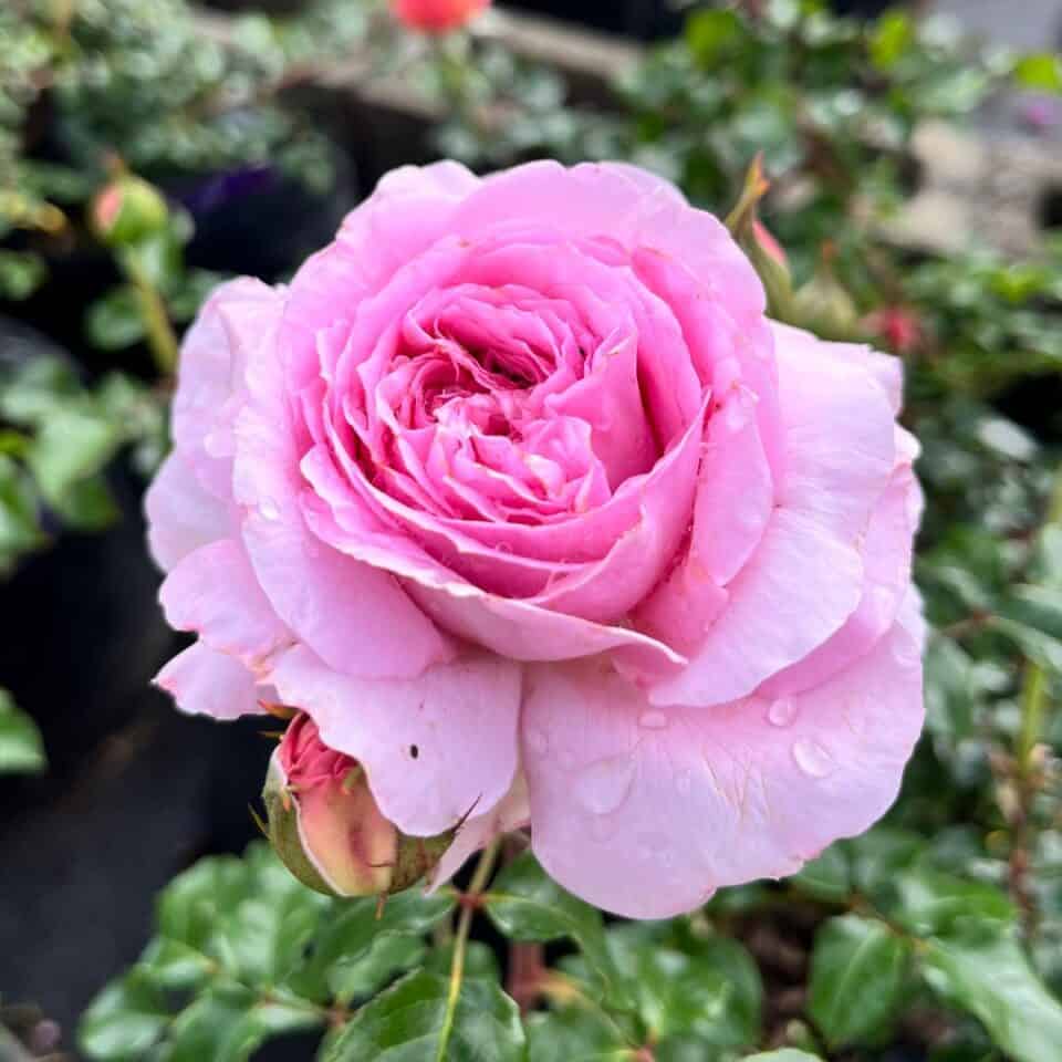 tulbagh-nursery-riana-joubert-floribunda