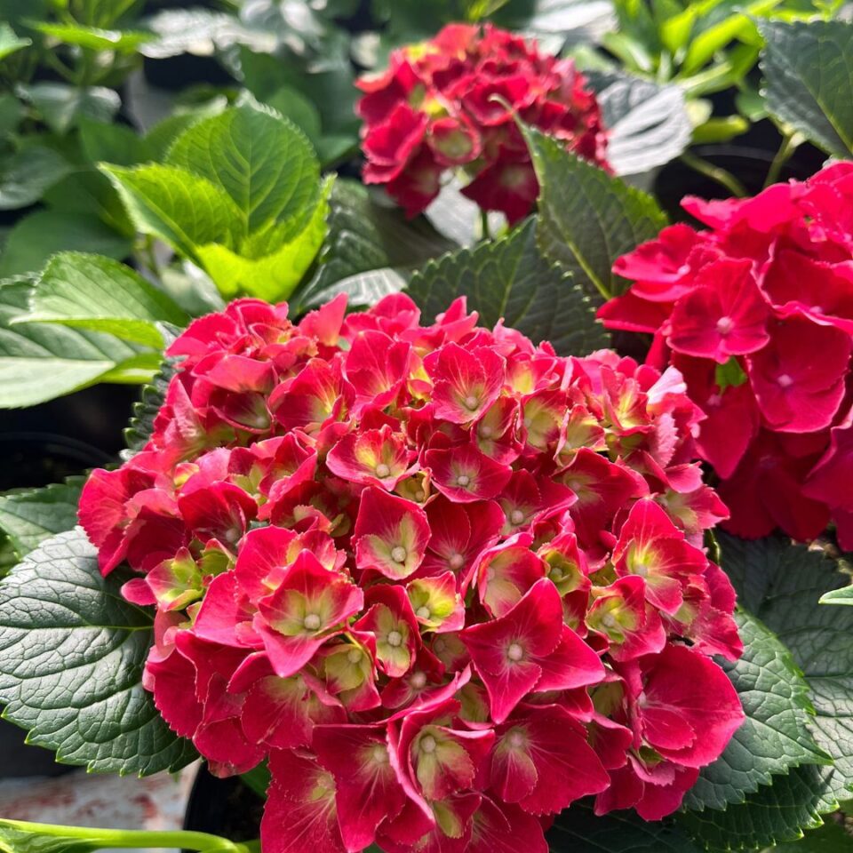 tulbagh-nursery-hydrangea-royal-red-purple