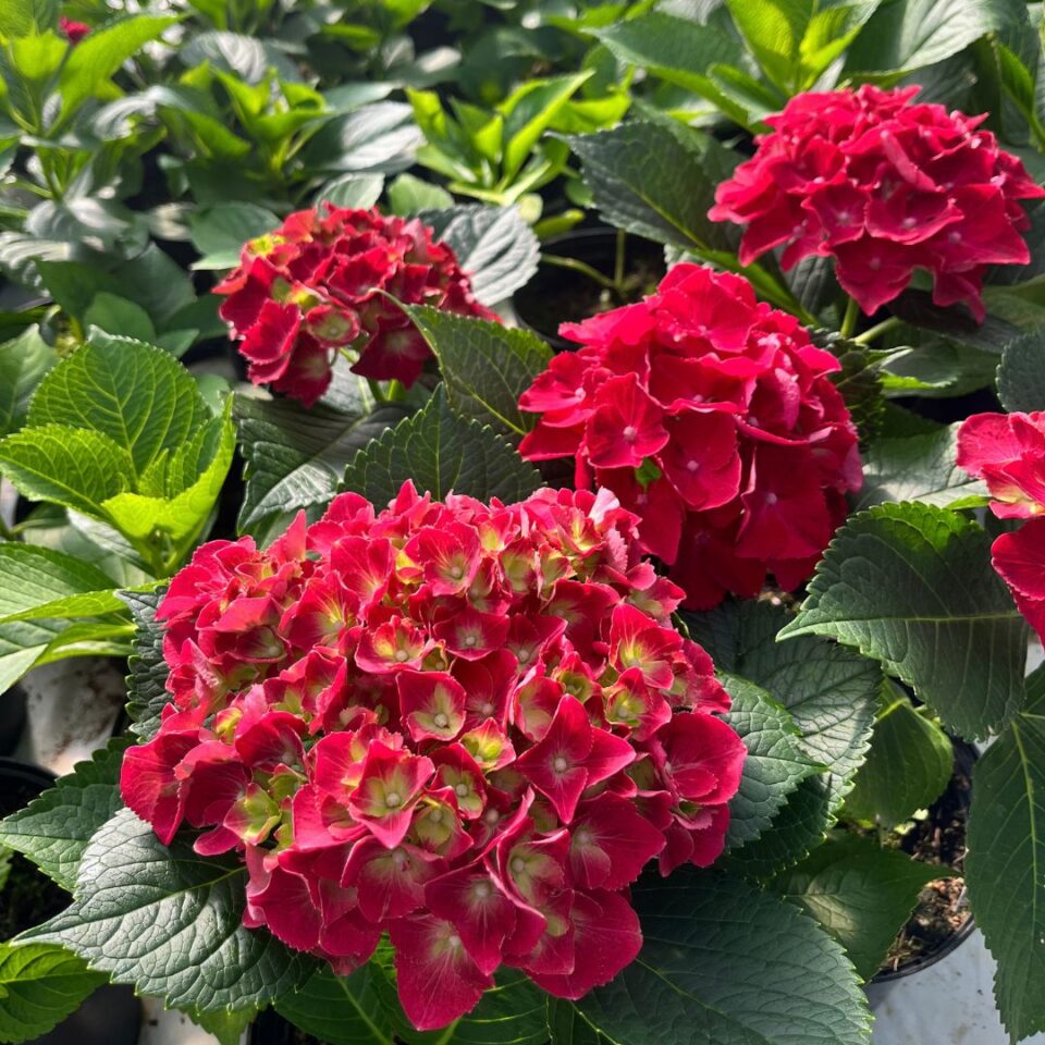 tulbagh-nursery-hydrangea-royal-red-purple