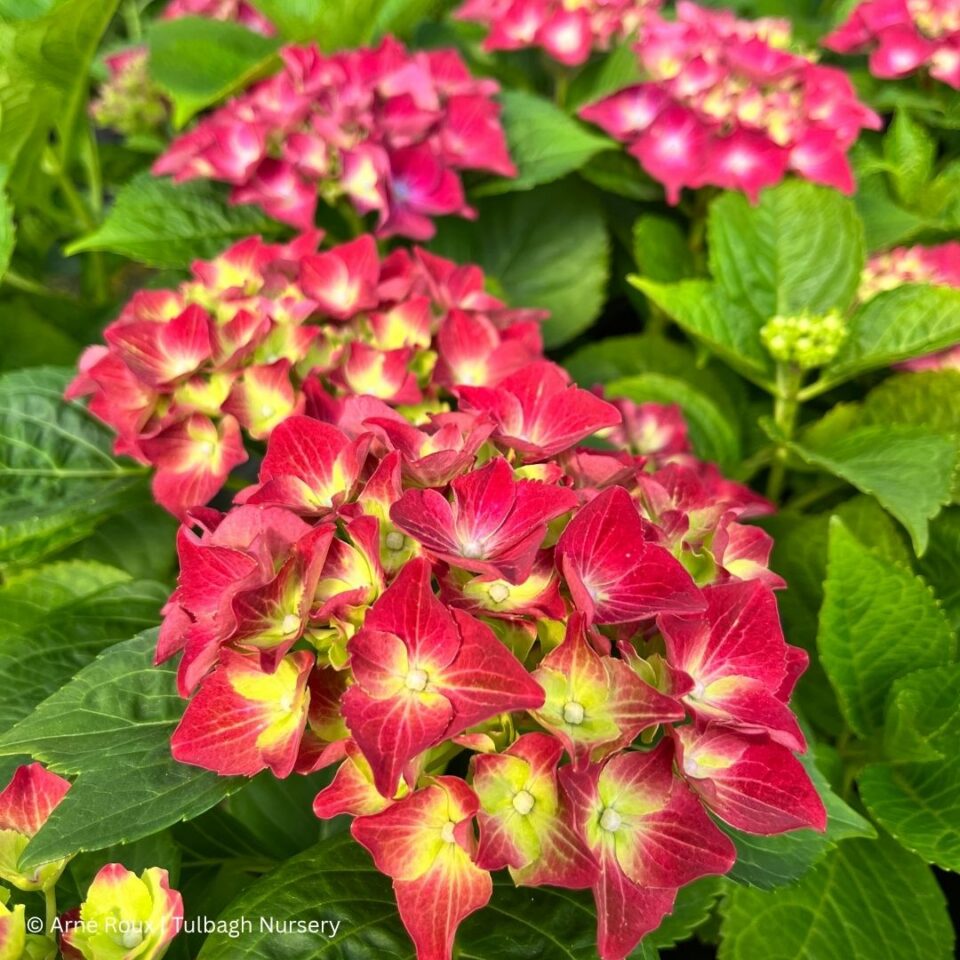 tulbagh-nursery-hydrangea-royal-red-purple