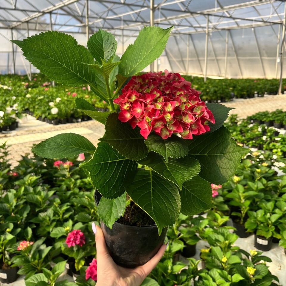 tulbagh-nursery-hydrangea-royal-red-purple