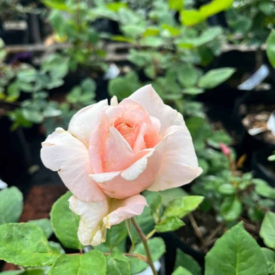 tulbagh-nursery-satin-beauty-hybrid-tea