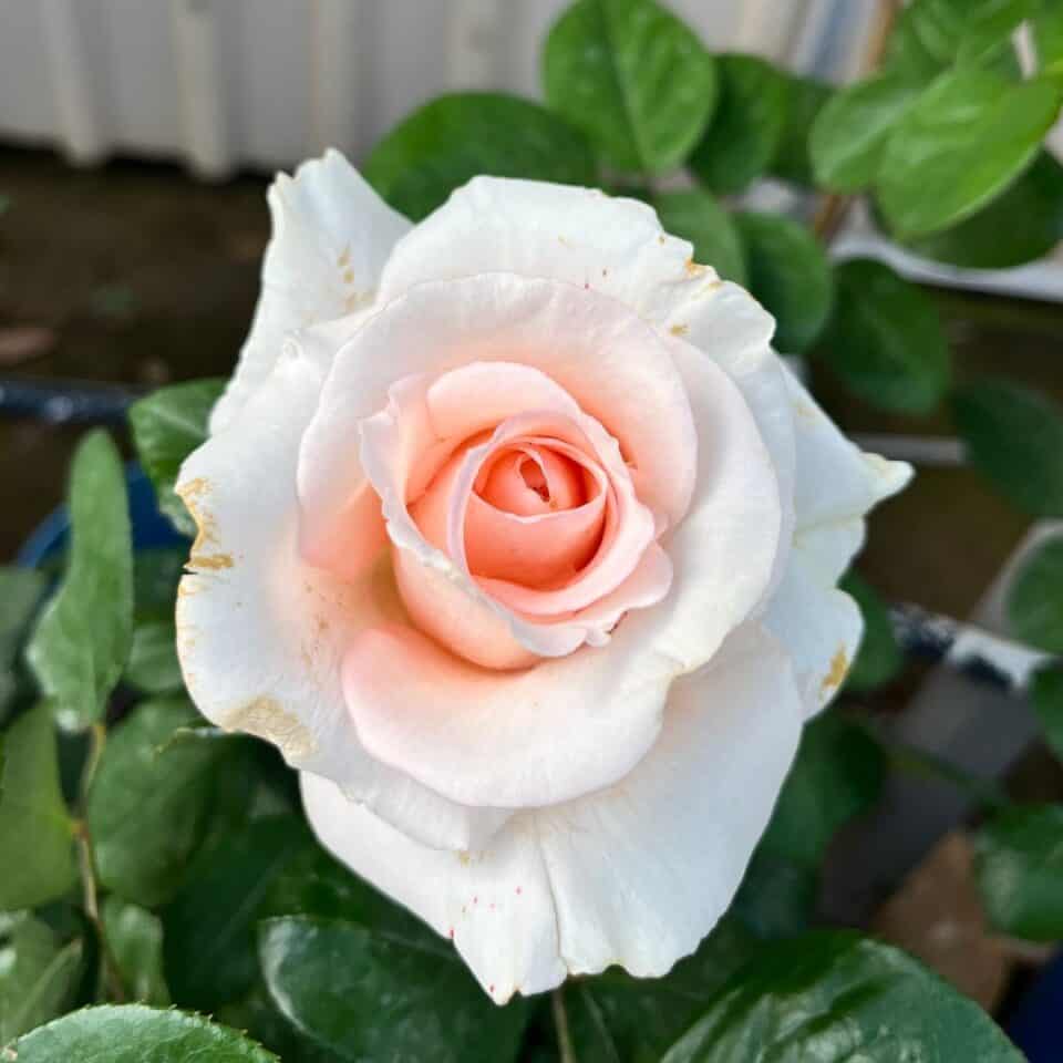 tulbagh-nursery-satin-beauty-hybrid-tea
