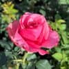 tulbagh-nursery-taubie-kushlik-hybrid-tea-rose