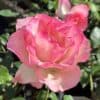 tulbagh-nursery-tourmaline-hybrid-tea