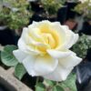 tulbagh-nursery-true-love-hybrid-tea