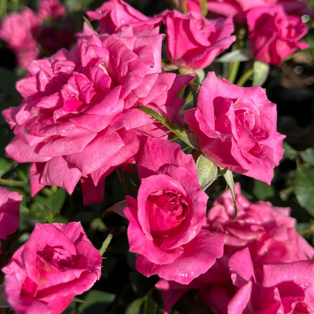 tulbagh-nursery-valerie-jeanne-miniature-rose