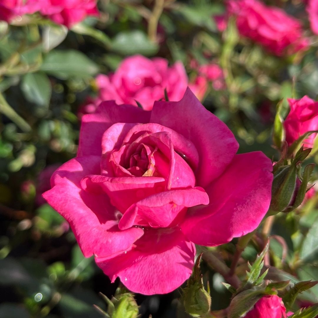 tulbagh-nursery-valerie-jeanne-miniature-rose