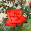 tulbagh-nursery-vera-johns-hybrid-tea