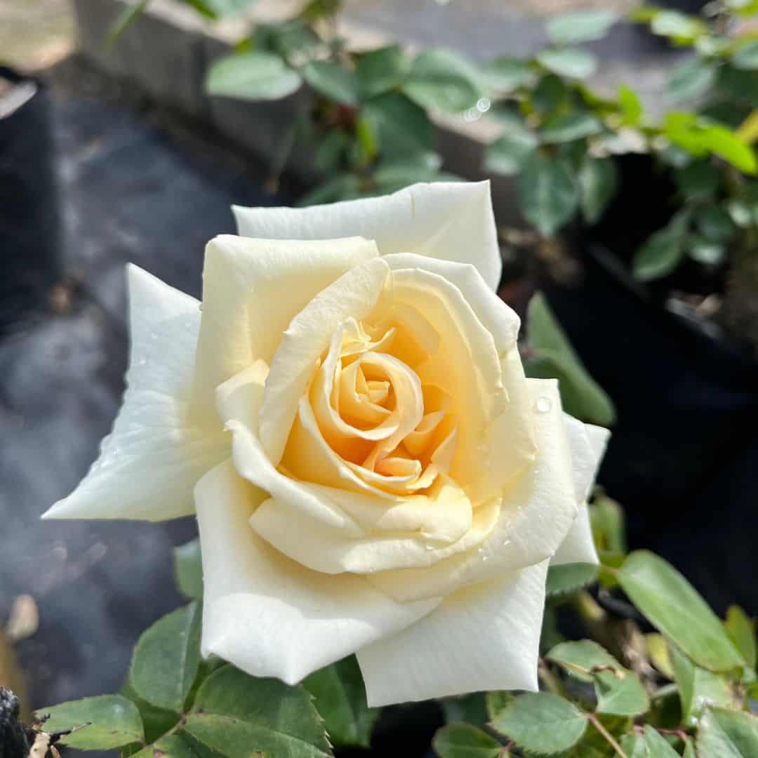 tulbagh-nursery-white-nights-climber