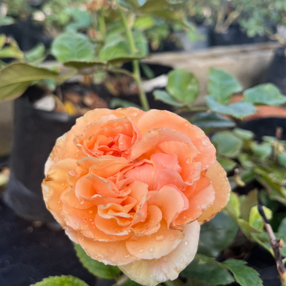 tulbagh-nursery-marjorie-chase-hybrid-tea-rose