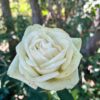 tulbagh-nursery-penguin-hybrid-tea