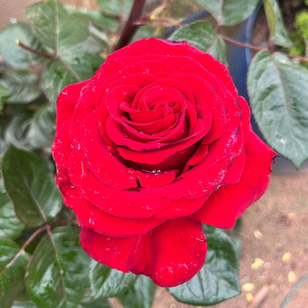 tulbagh-nursery-pretoria-boys-centenary-hybrid-tea-rose