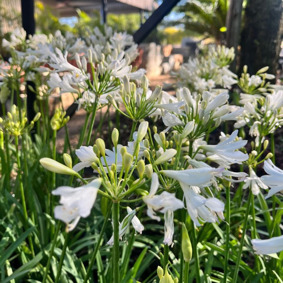 tulbagh-nursery-silver-suzy-agapanthus