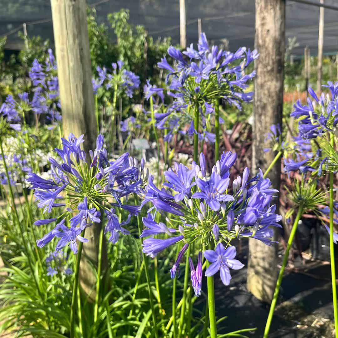 tulbagh-nursery-agapanthus-blue-jay