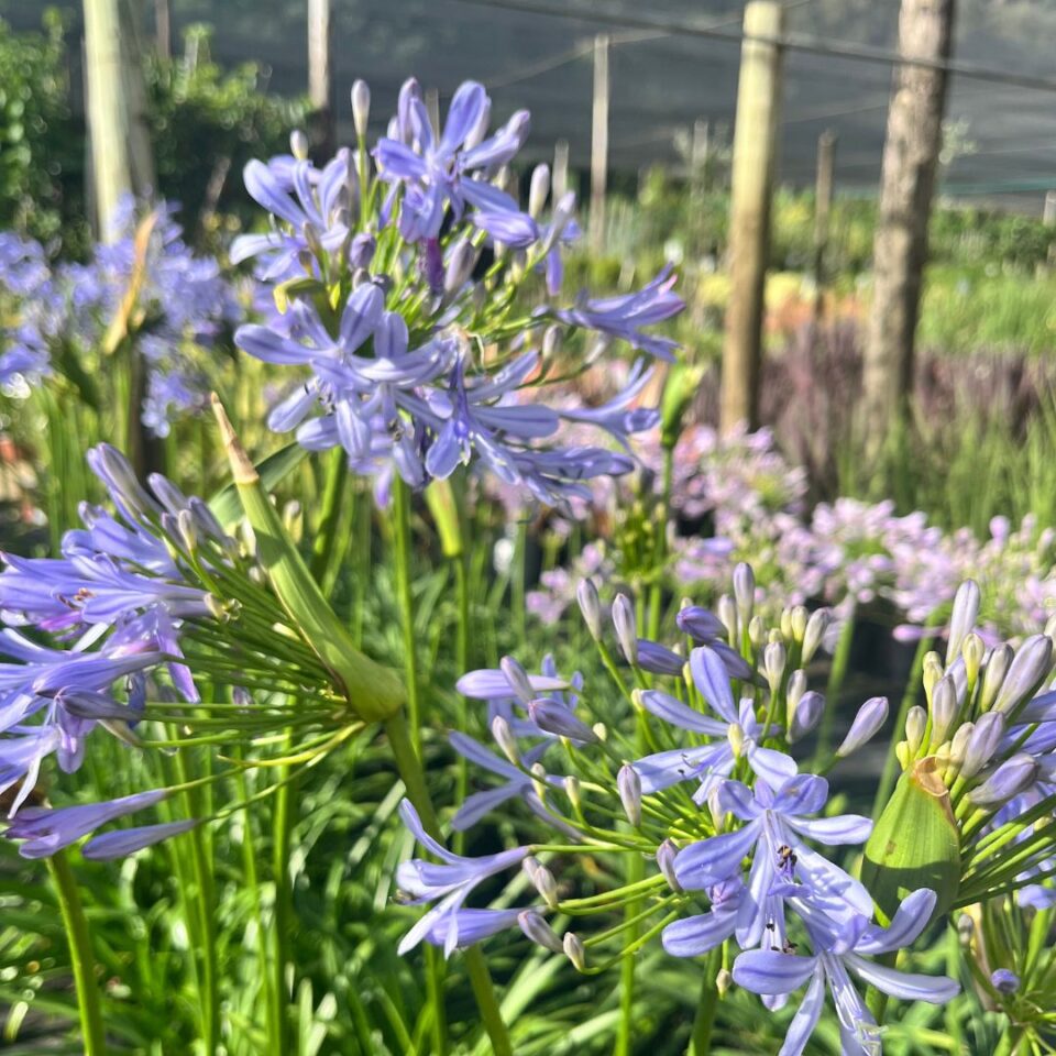 tulbagh-nursery-agapanthus-pixie-blue