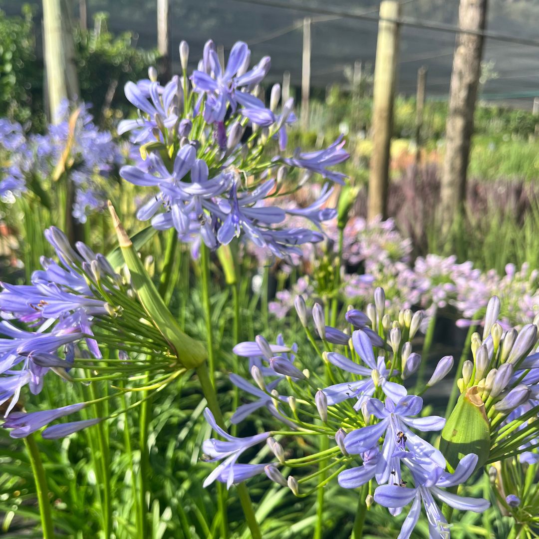 tulbagh-nursery-agapanthus-pixie-blue