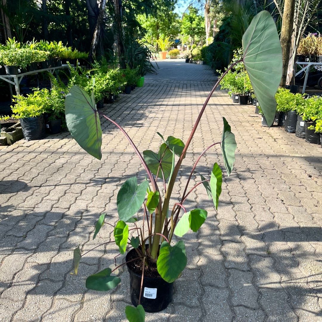tulbagh-nursery-colocasia-black-magic