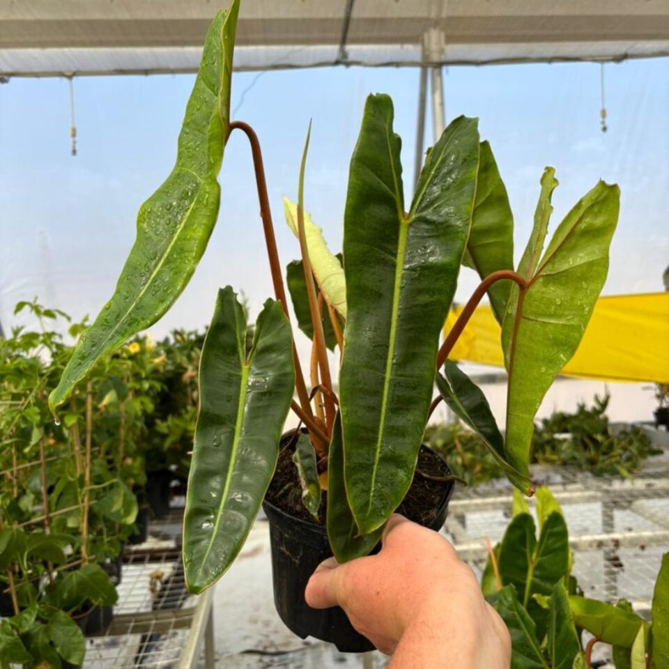 tulbagh-nursery-philodendron-billietiae