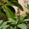 tulbagh-nursery-basil-perennial