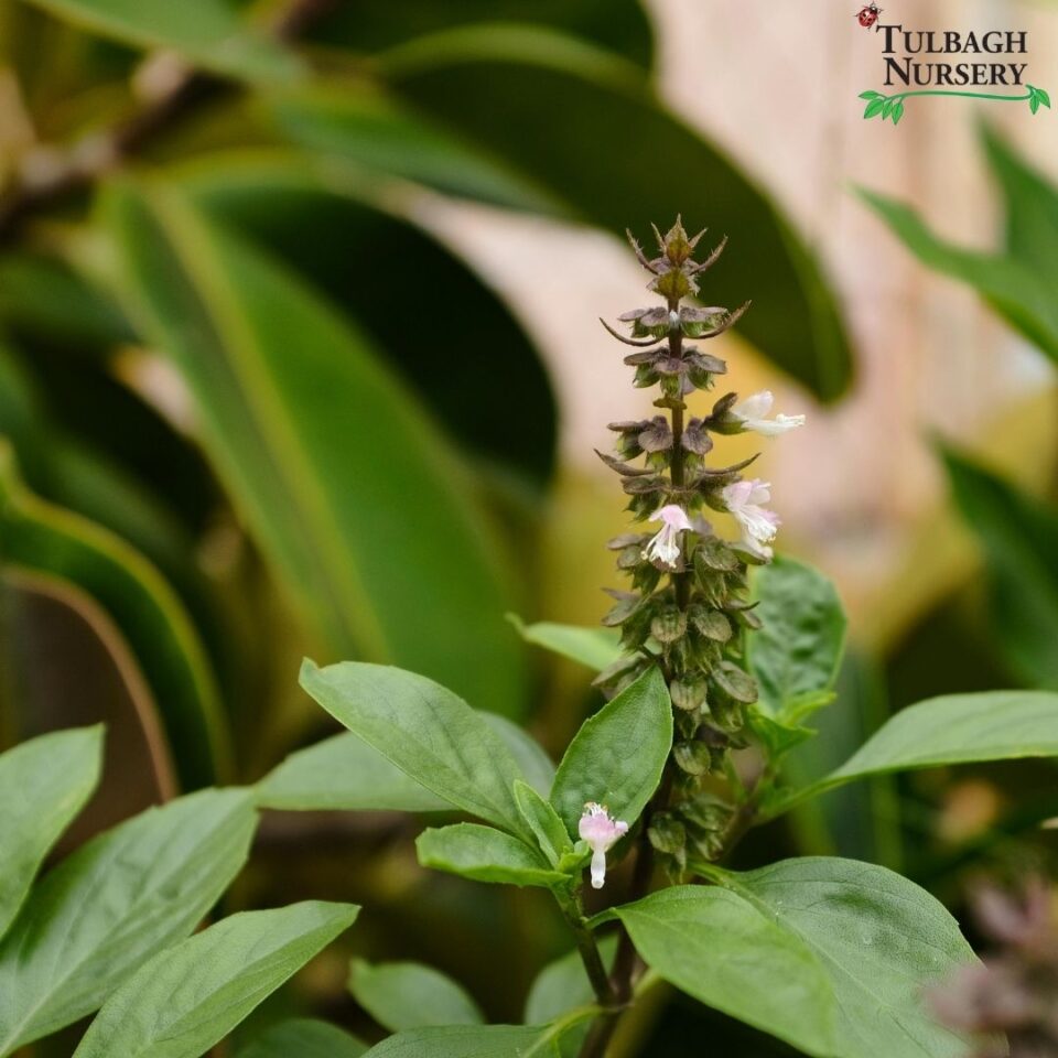 tulbagh-nursery-basil-perennial