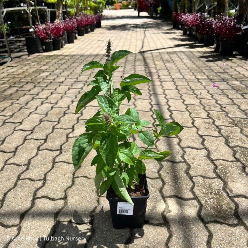 tulbagh-nursery-basil-perennial