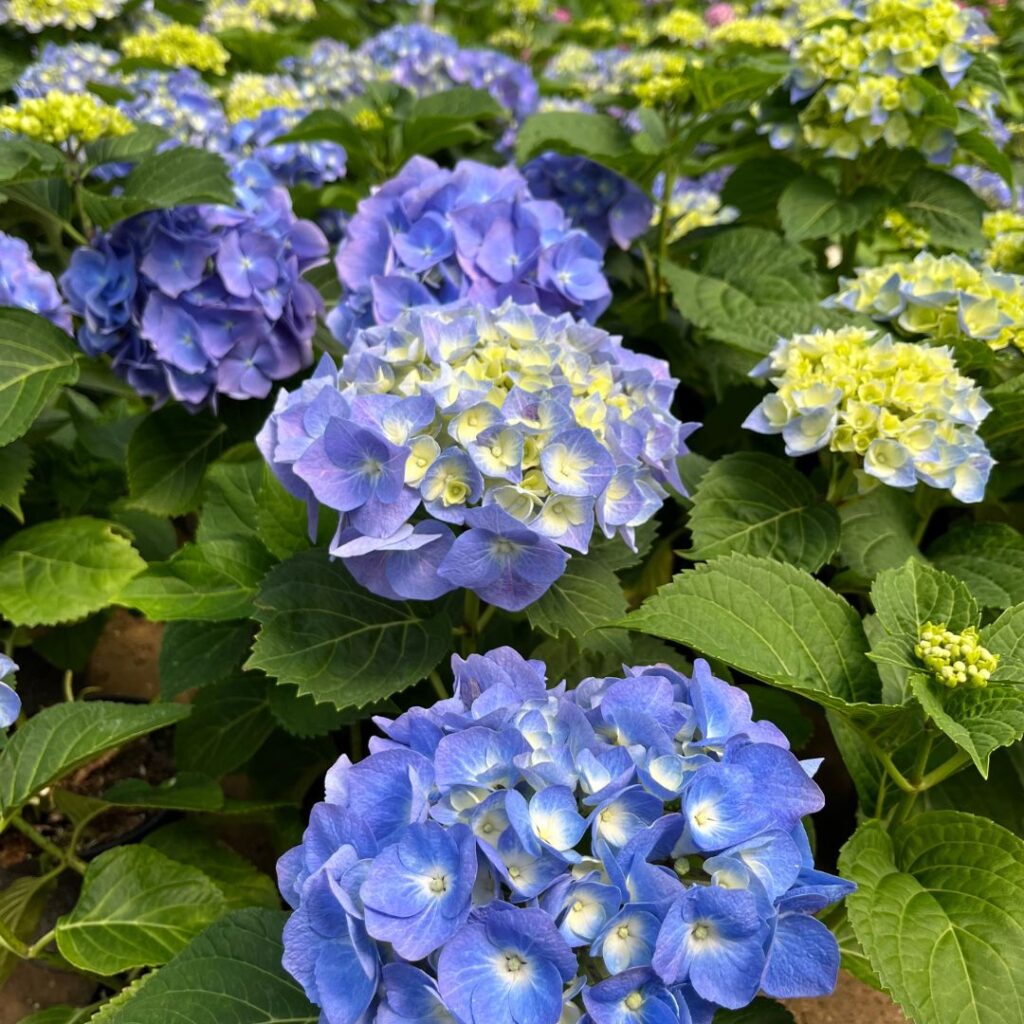 Hydrangeas