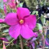 tulbagh-nursery-dipladenia-diamantina-amethyst-violet