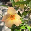 tulbagh-nursery-dipladenia-diamantina-emerald amber star