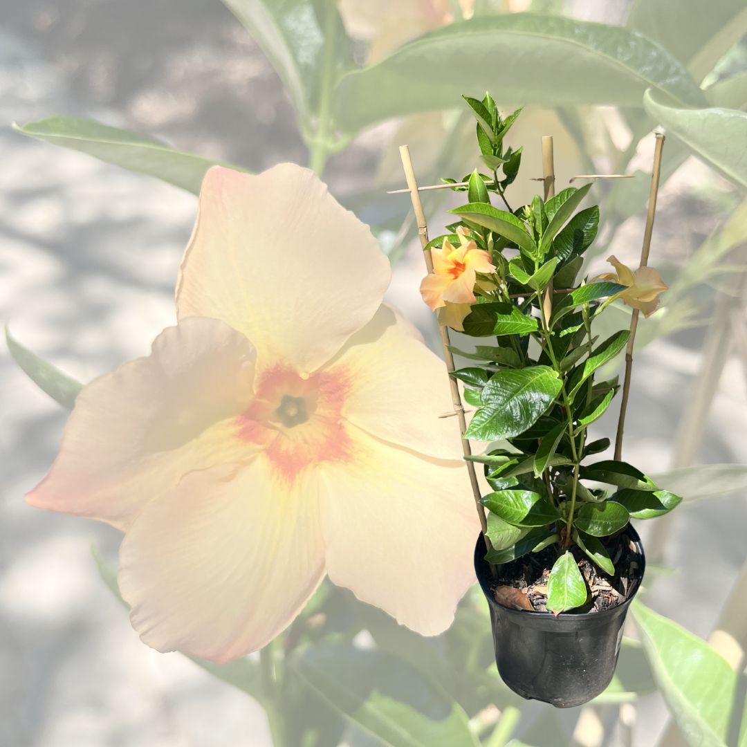 tulbagh-nursery-dipladenia-diamantina-emerald amber star