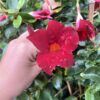 tulbagh-nursery-dipladenia-diamantina-jade-red