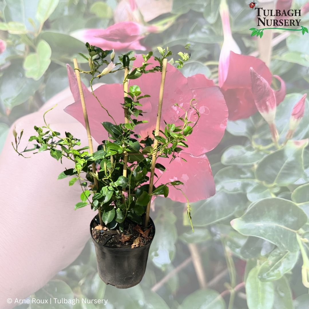 tulbagh-nursery-dipladenia-diamantina-jade-red