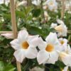 tulbagh-nursery-dipladenia-diamantina-jade-white