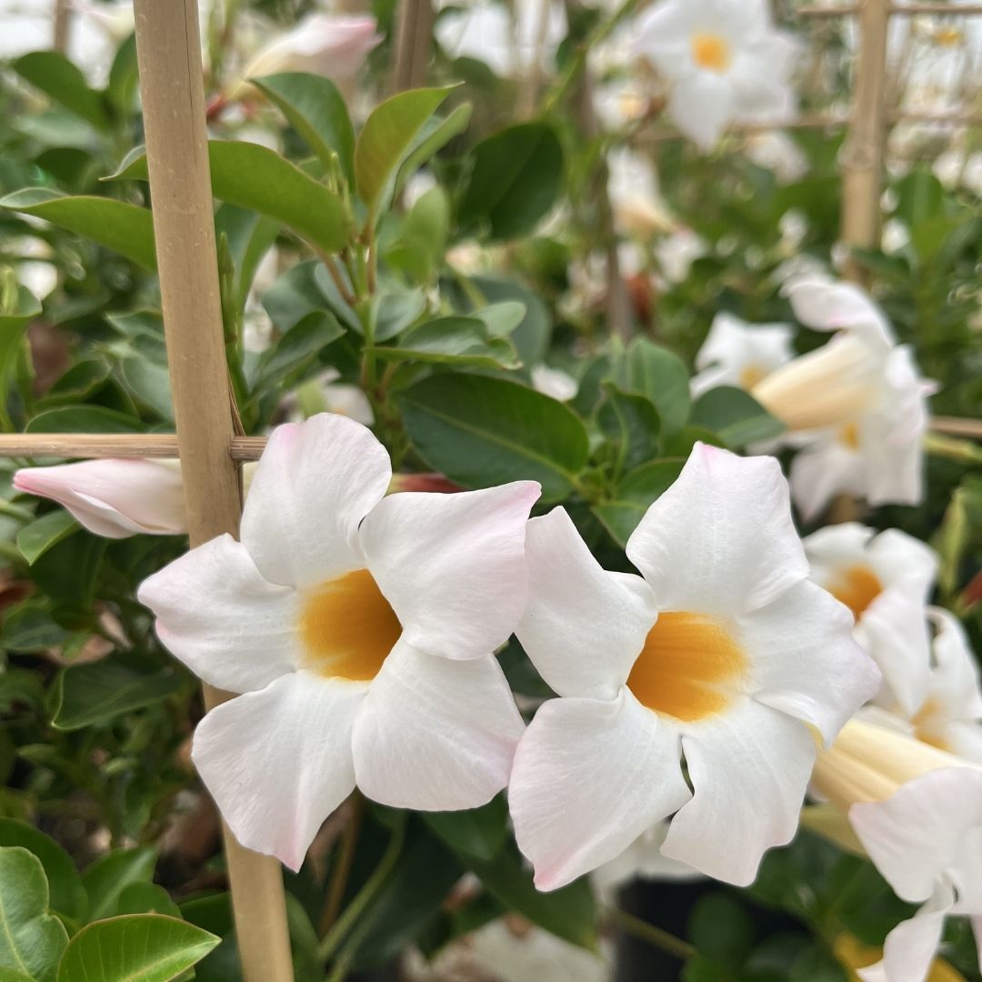 tulbagh-nursery-dipladenia-diamantina-jade-white