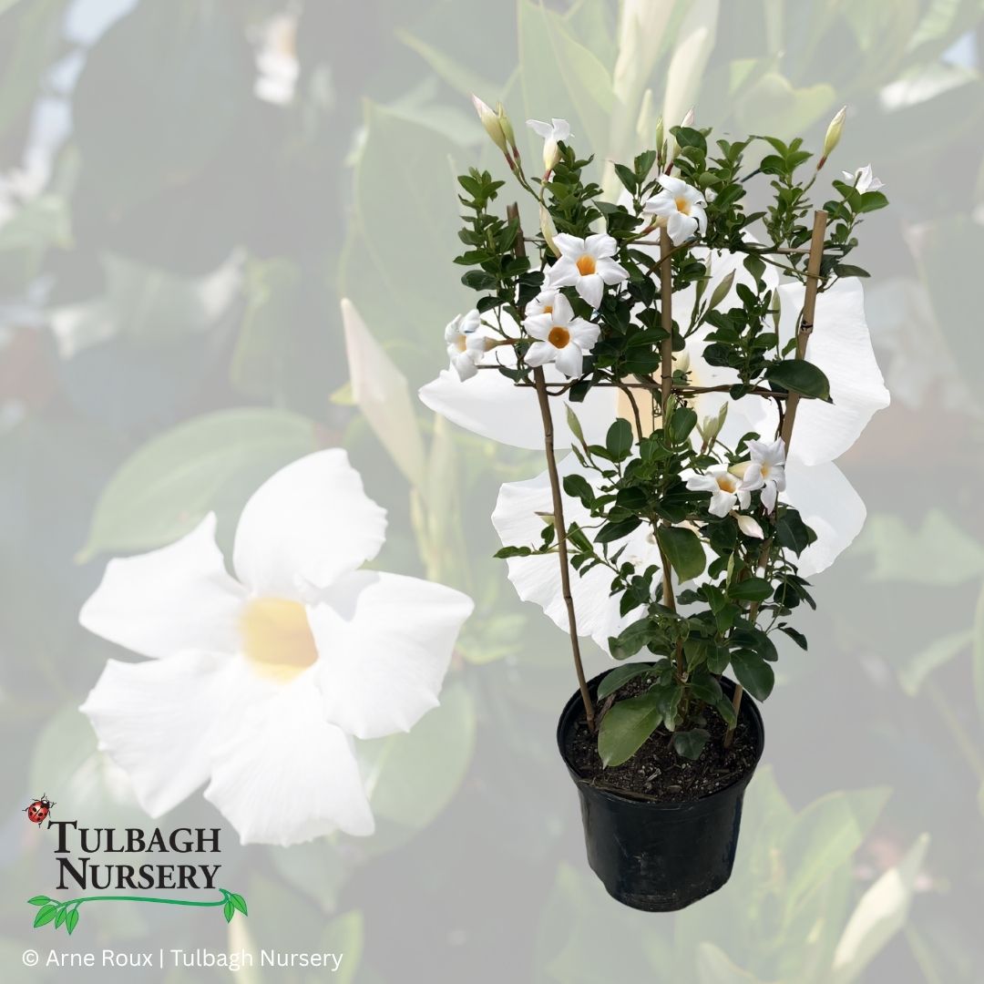 tulbagh-nursery-dipladenia-diamantina-jade-white